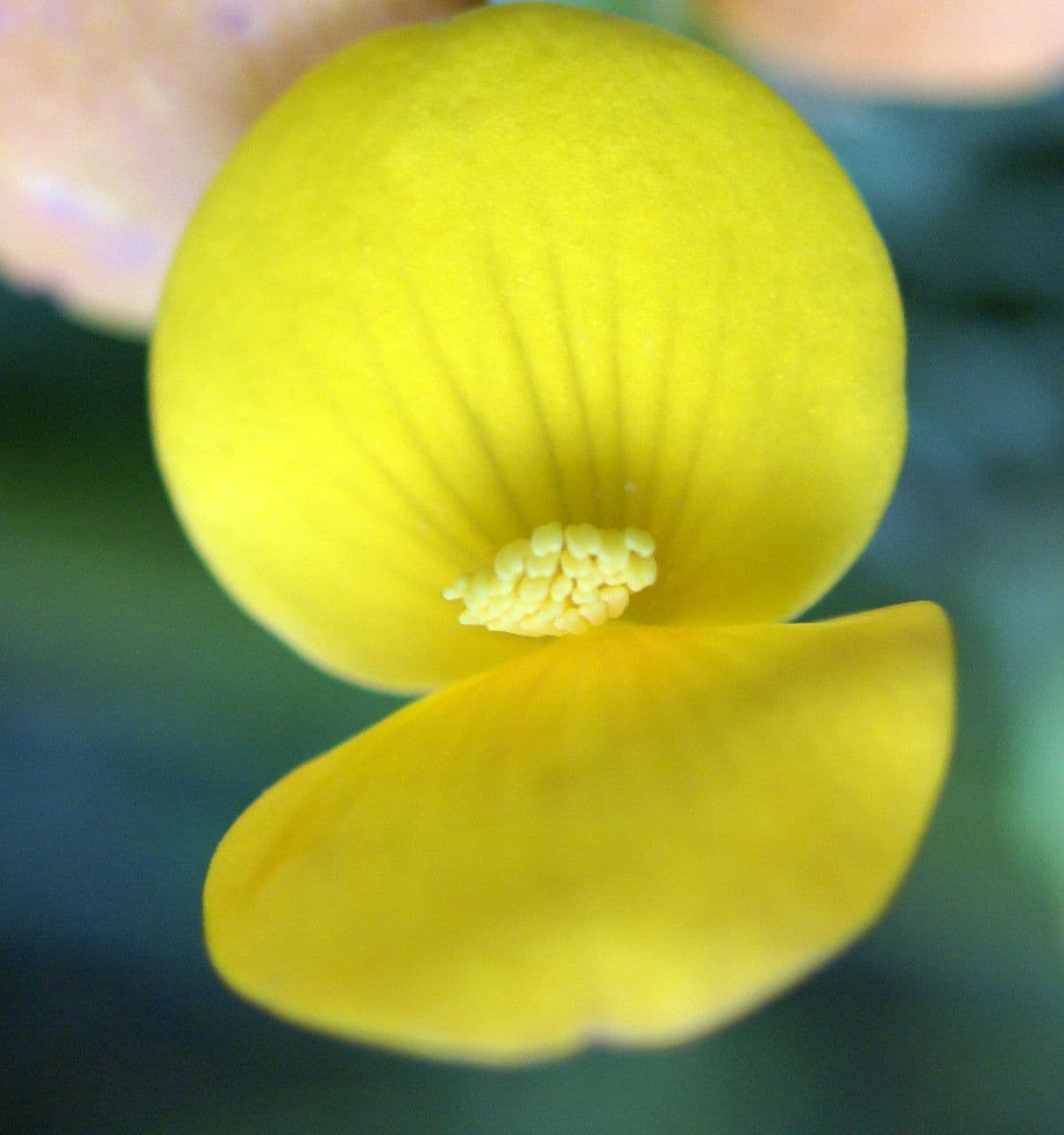 Begonia 3
