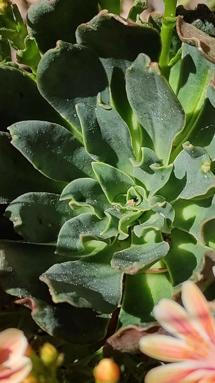 Lewisia cotyledon 14