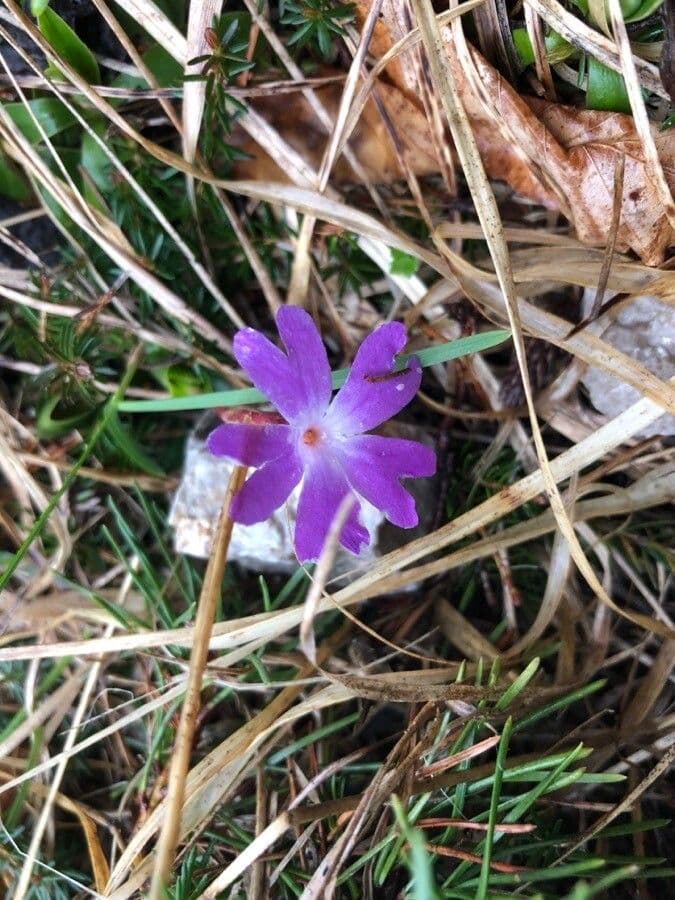 Primula 3