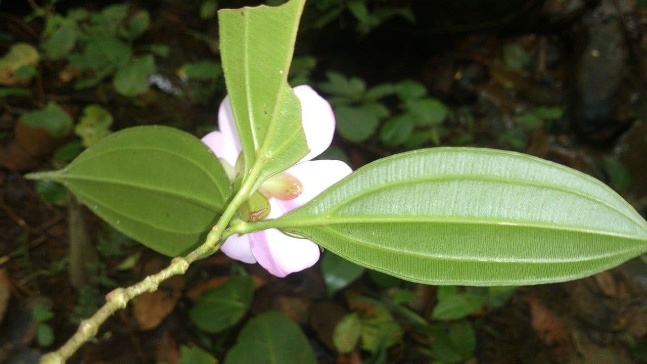 Blakea litoralis 10