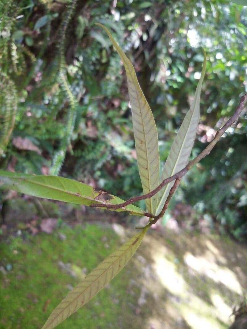 Dipterocarpus 5