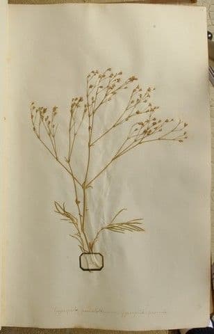 Gipsofila paniculada 29