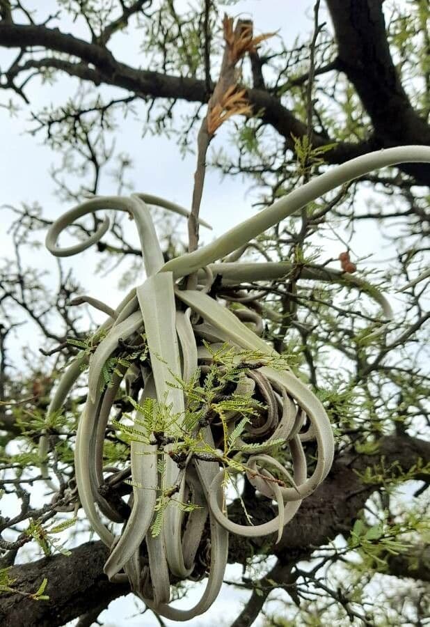 Tillandsia duratii 8