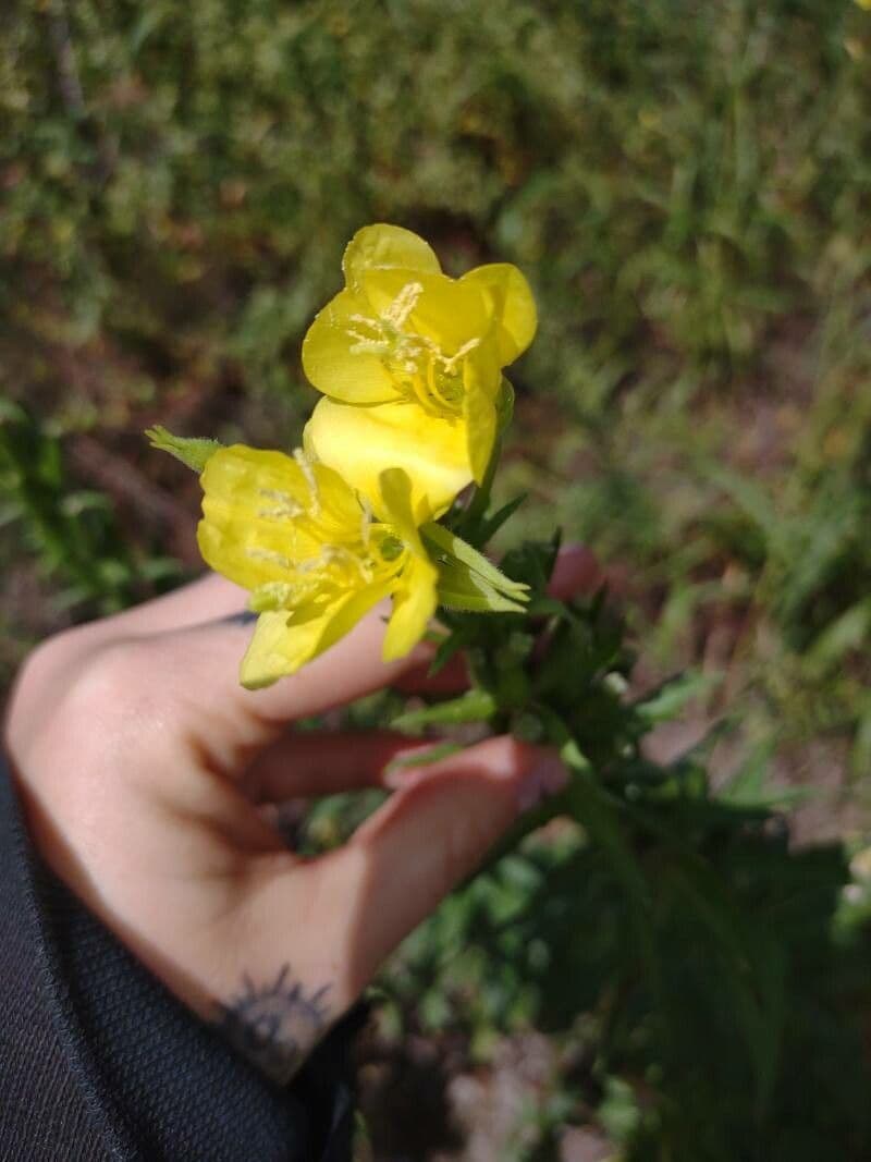 Hairy evening primrose 4
