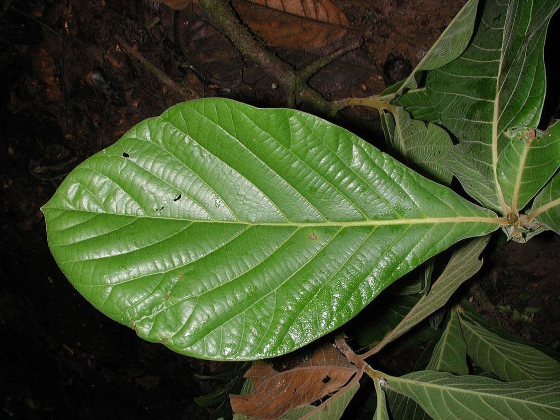 Ocotea 3