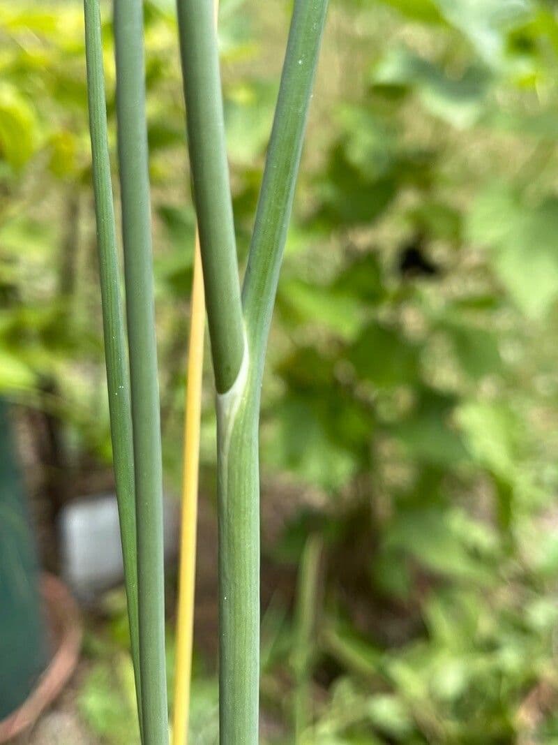 Aglio testatonda 22