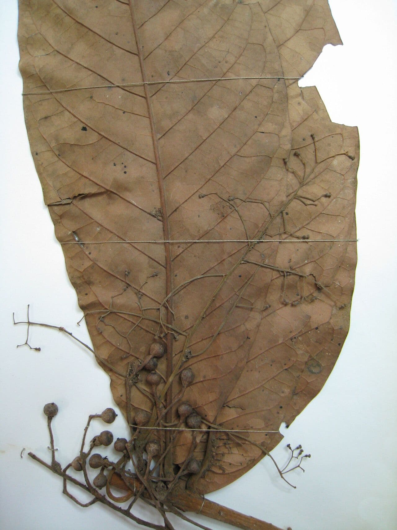 Aniba 6