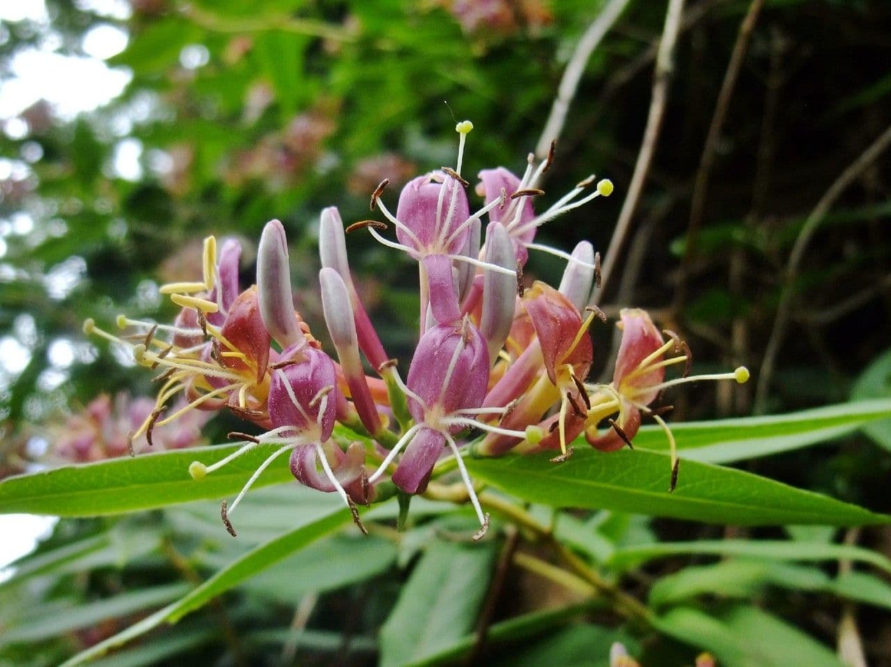Caprifoglio acuminato 9