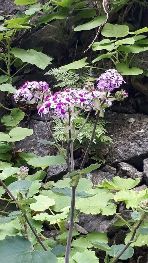 Pericallis 2