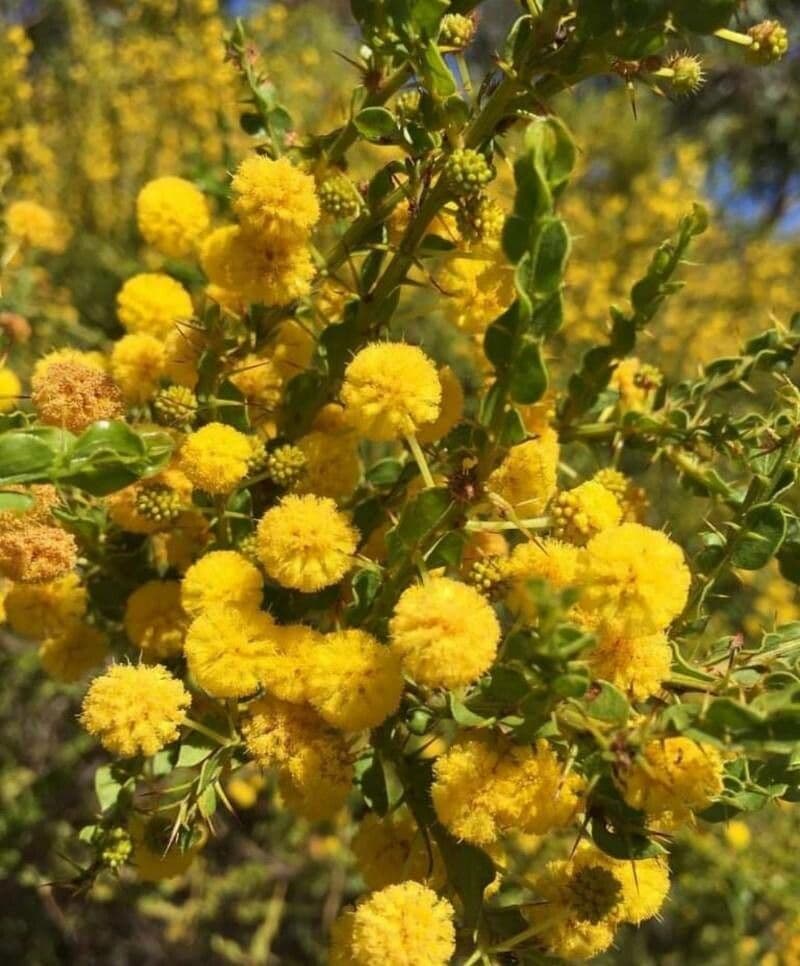Acacia paradoxa 9