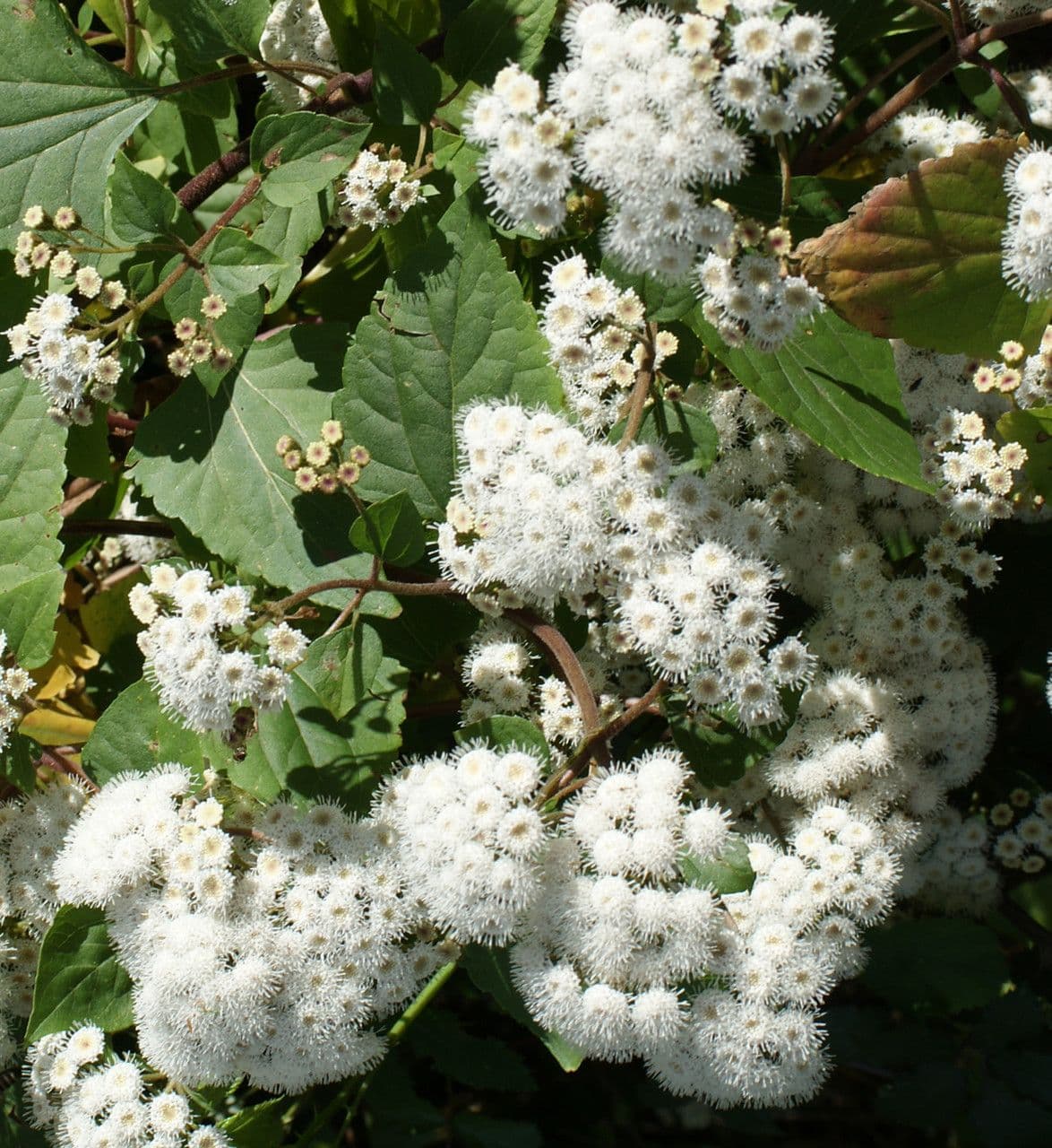 Drüsiges Wasserdost 25