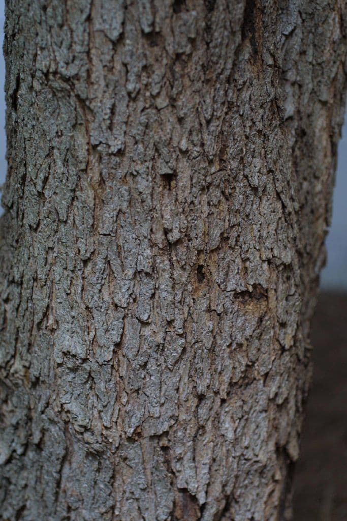 Albero dei piumini 22