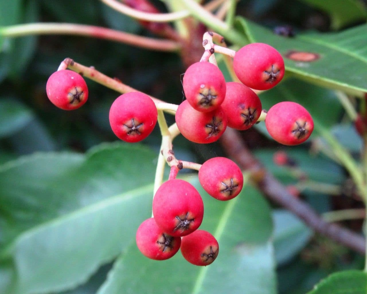Photinia 5