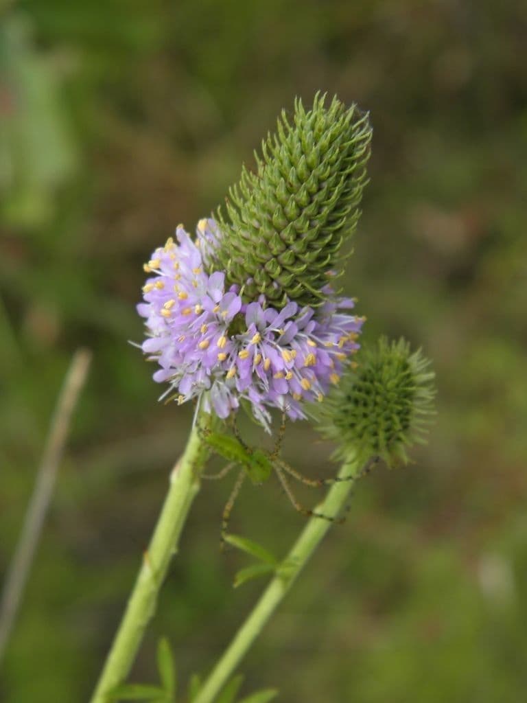 Dalea 4