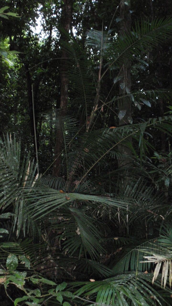 Calamus 7