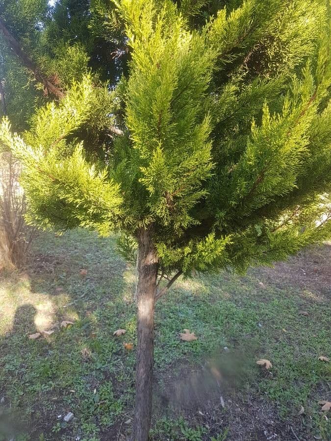 Cipresso di Monterey 29