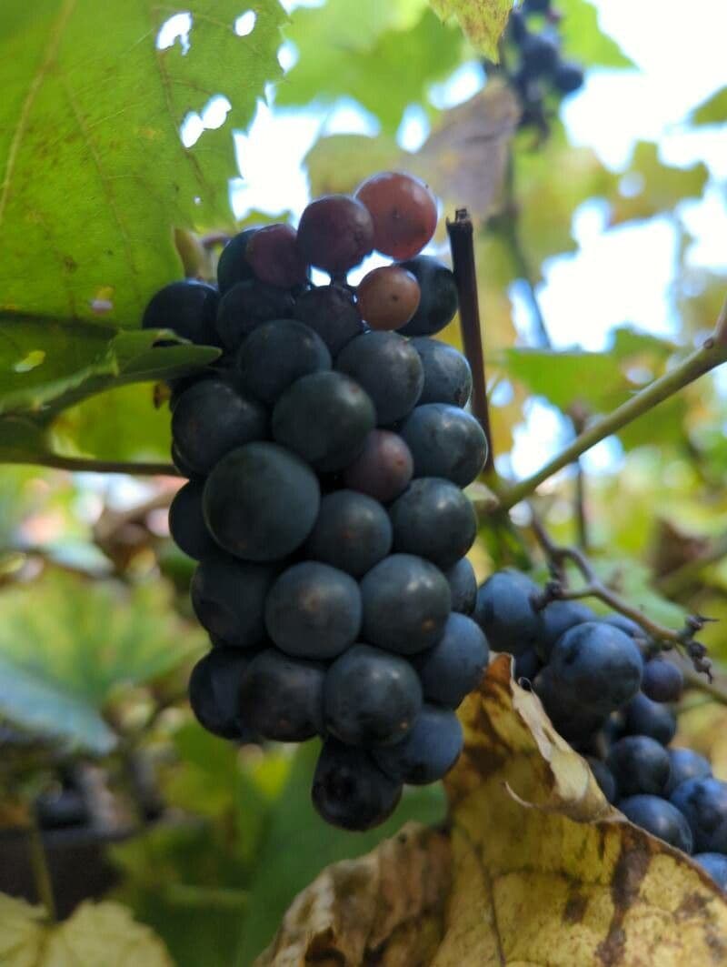 Vitis aestivalis 5