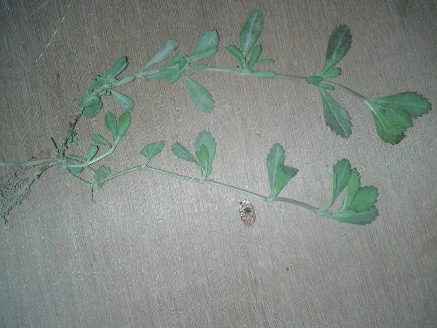 Fila nodiflora 18