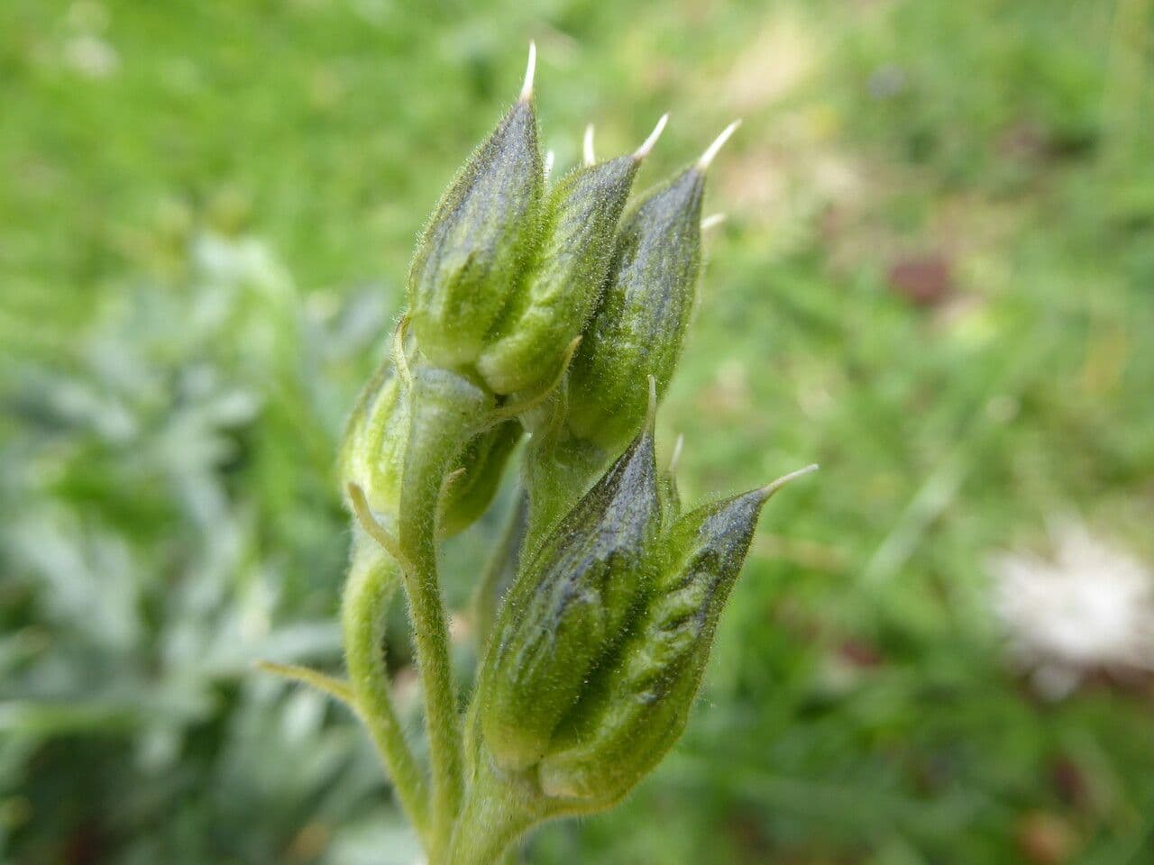 Delphinium
