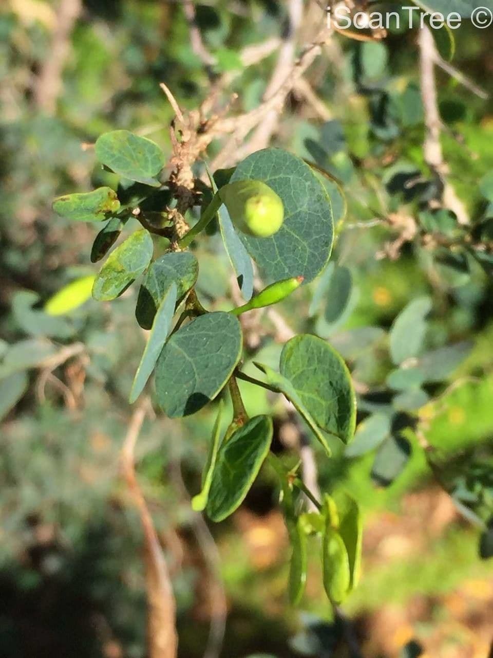 Bauhinia 2