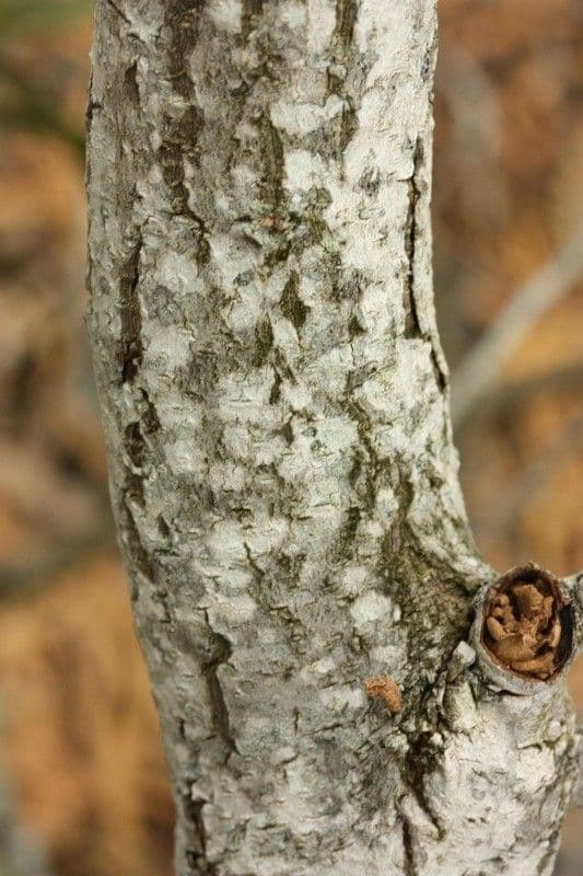 Acacia 21