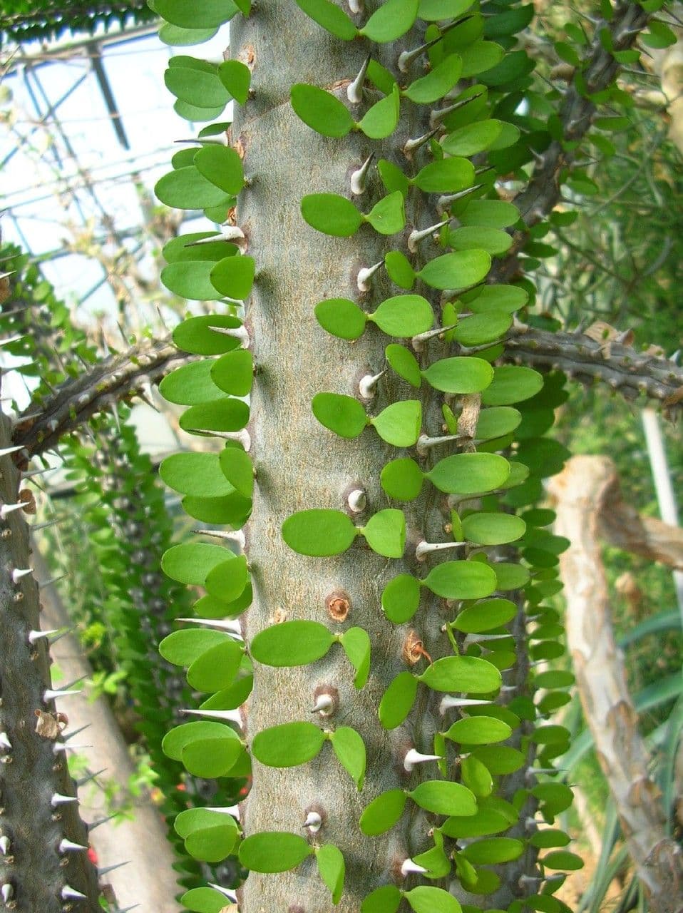 Alluaudia 9