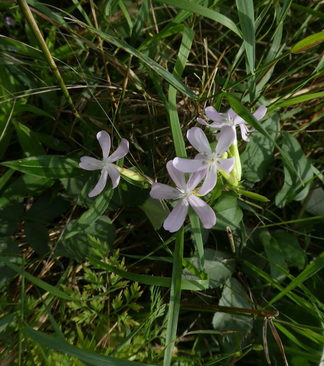 Saponaria comune 29