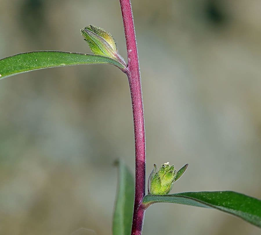 Collomia grandiflora 19