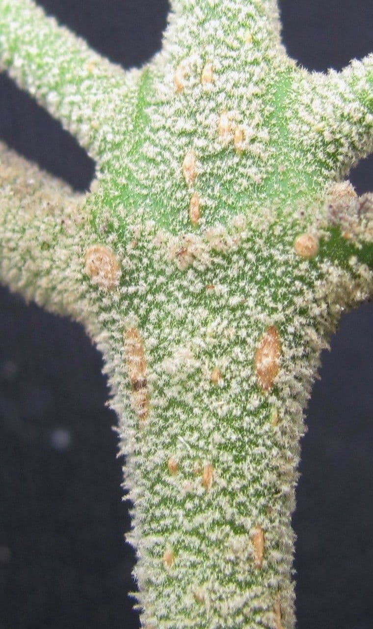 Callicarpa 23
