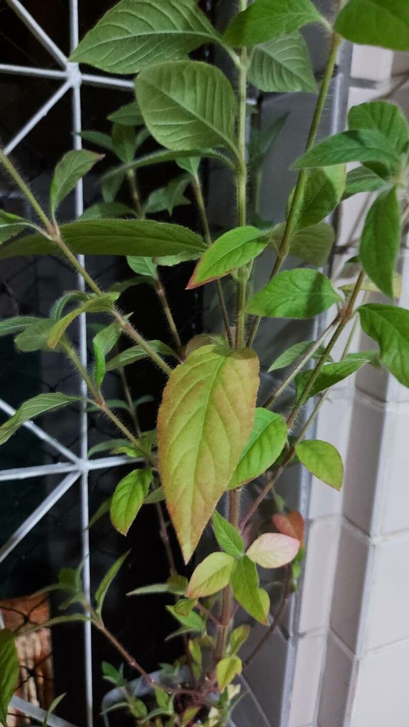 Cuphea viscosissima 14