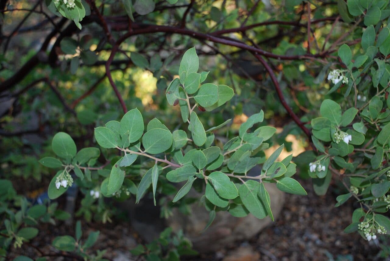 Manzanita 20