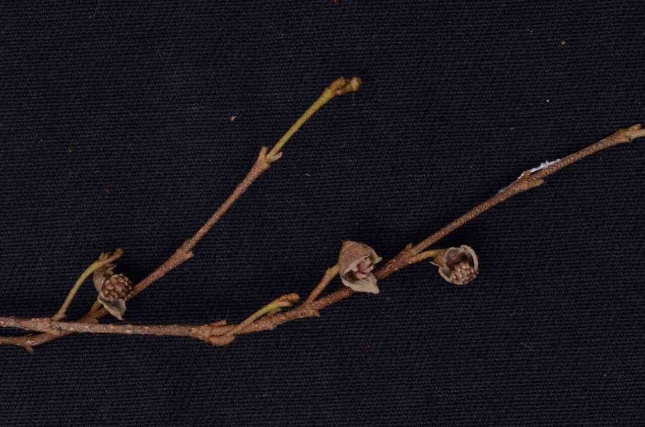 Duguetia 2
