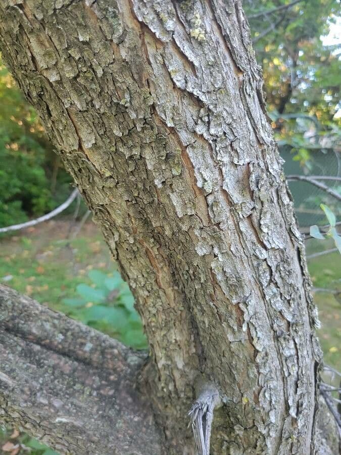 Albero dei piumini 20