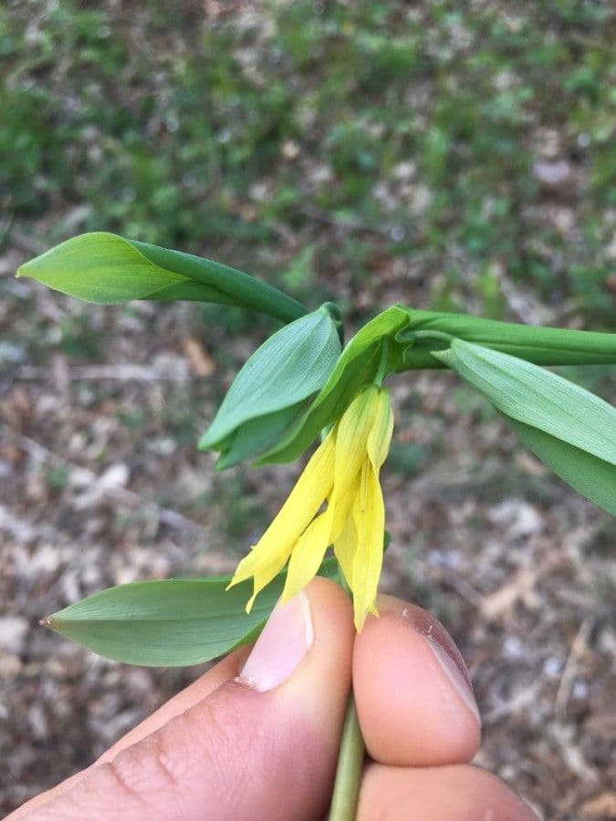 Uvularia grandiflora 8