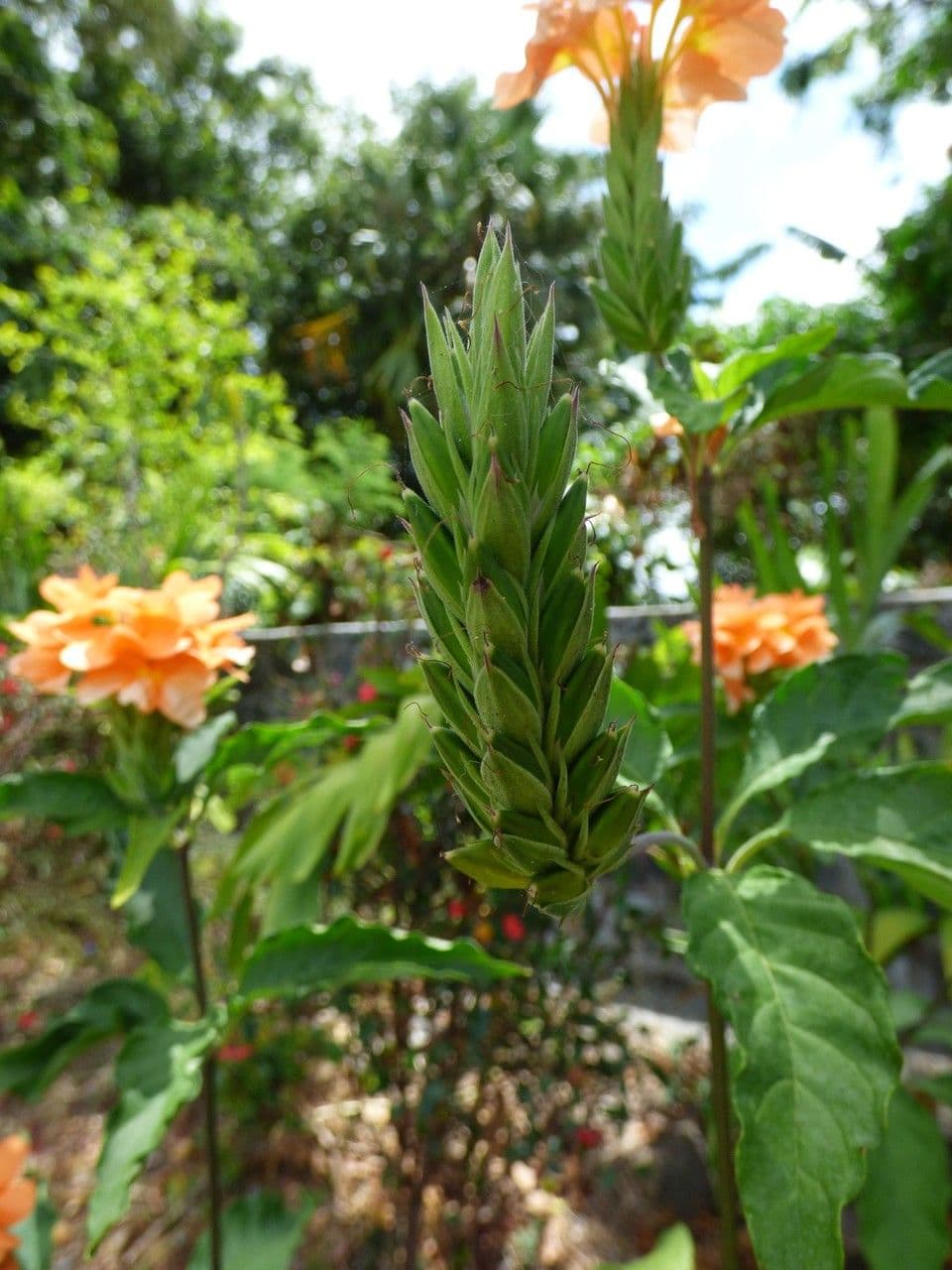 Crossandra 4