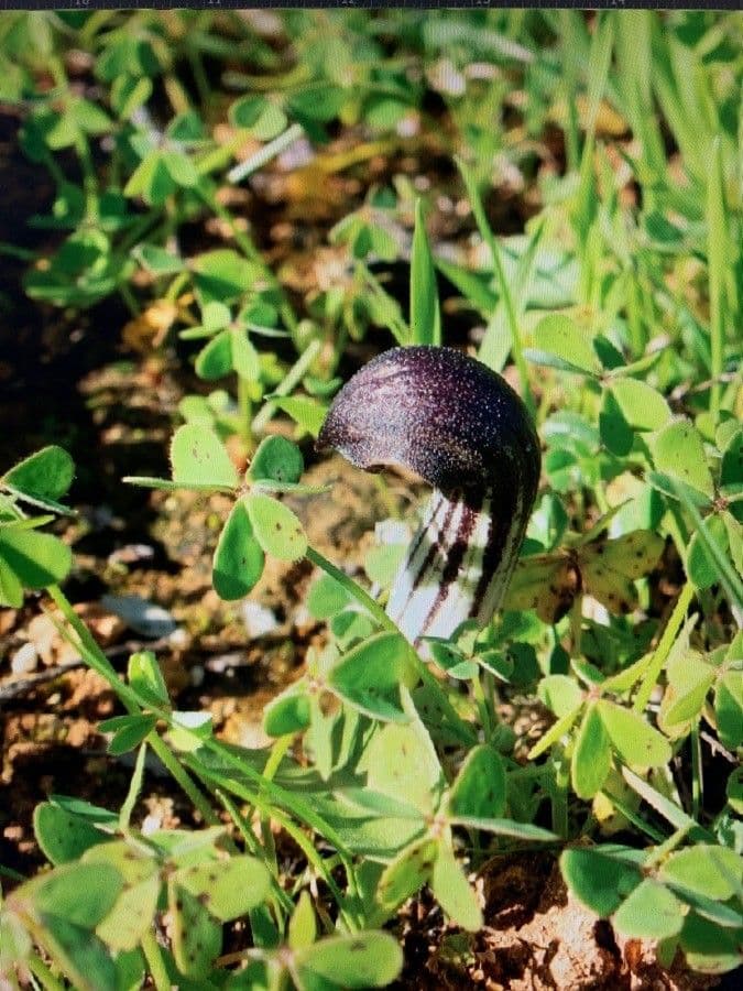 Arisarum 7