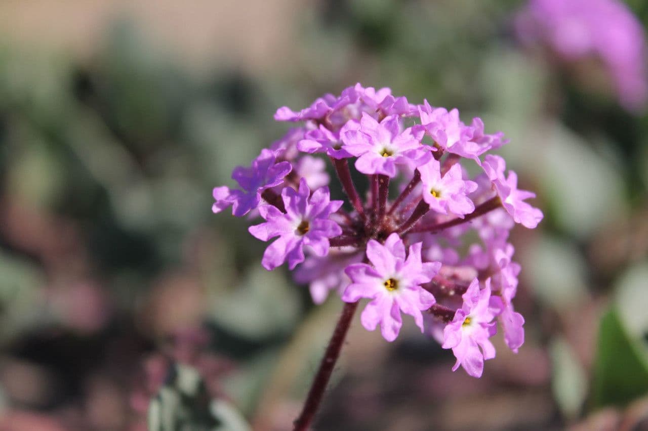 Abronia umbellata 7