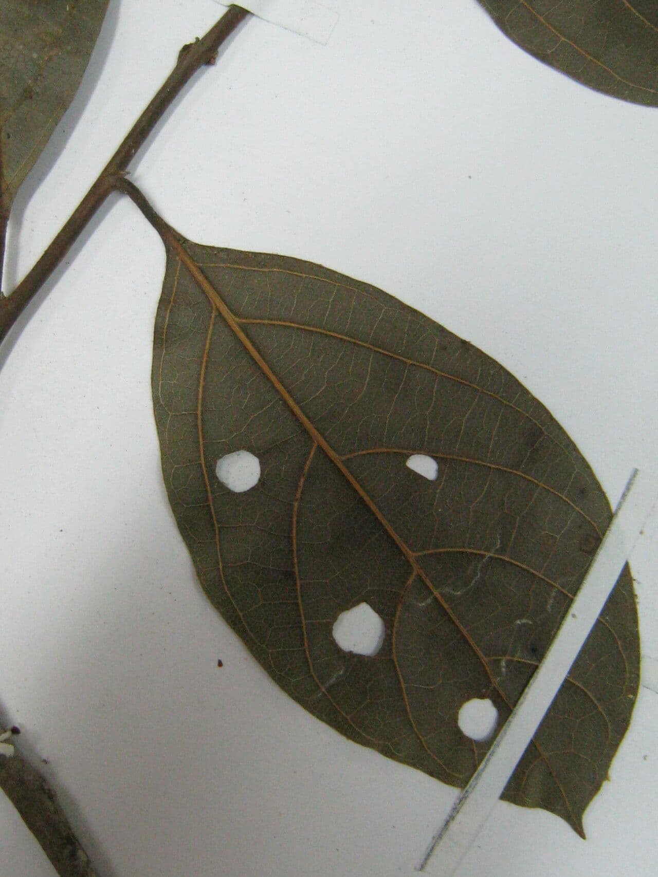 Ocotea 4
