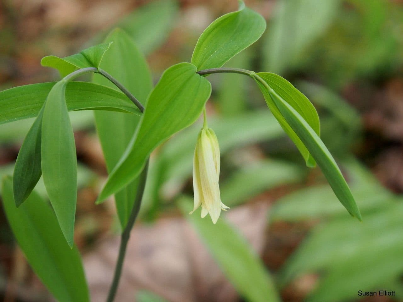 Uvularia sessilifolia 9