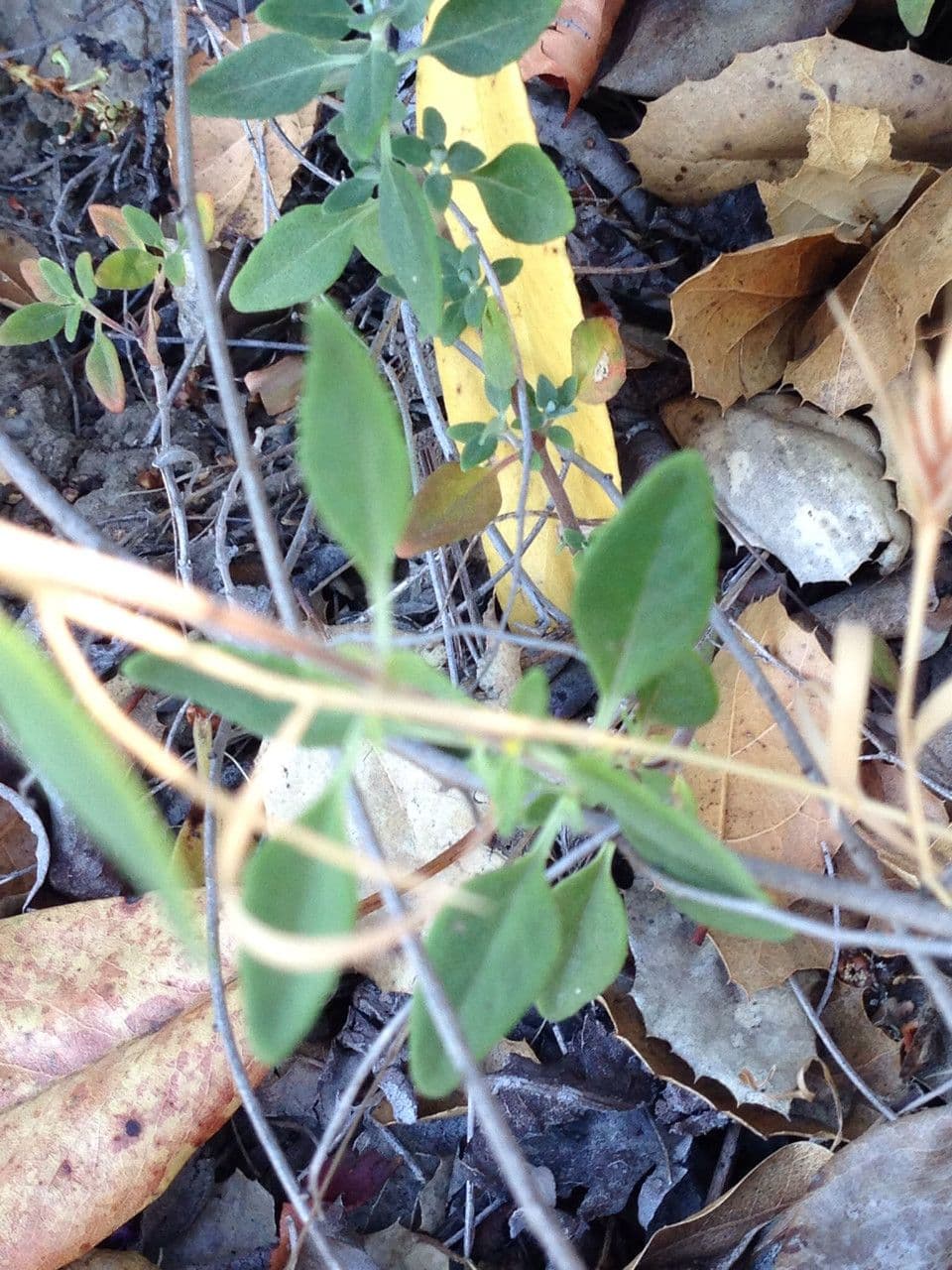 Monardella villosa 16