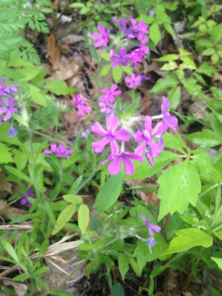Flocos amoena 6