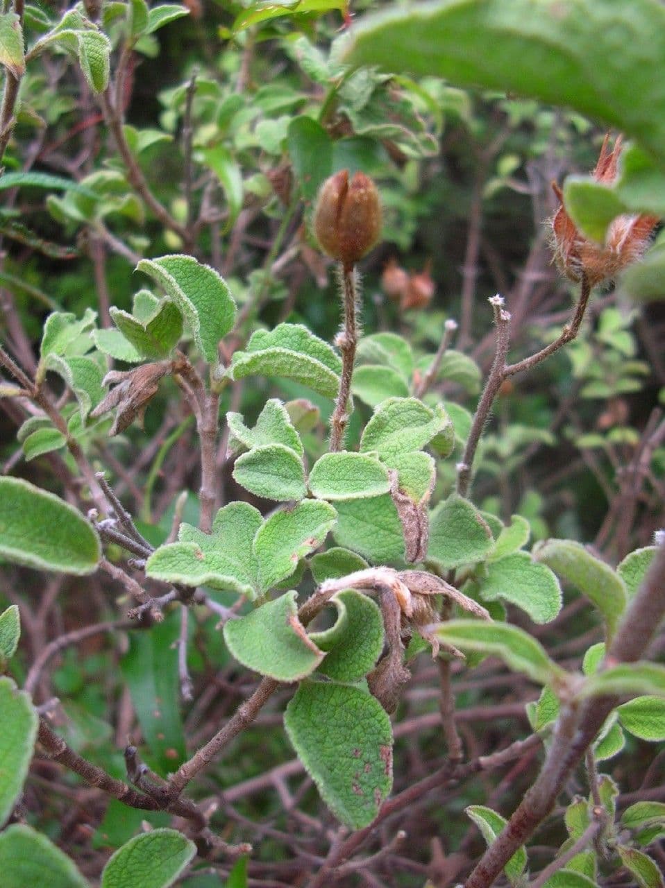 Cistus krétský 12