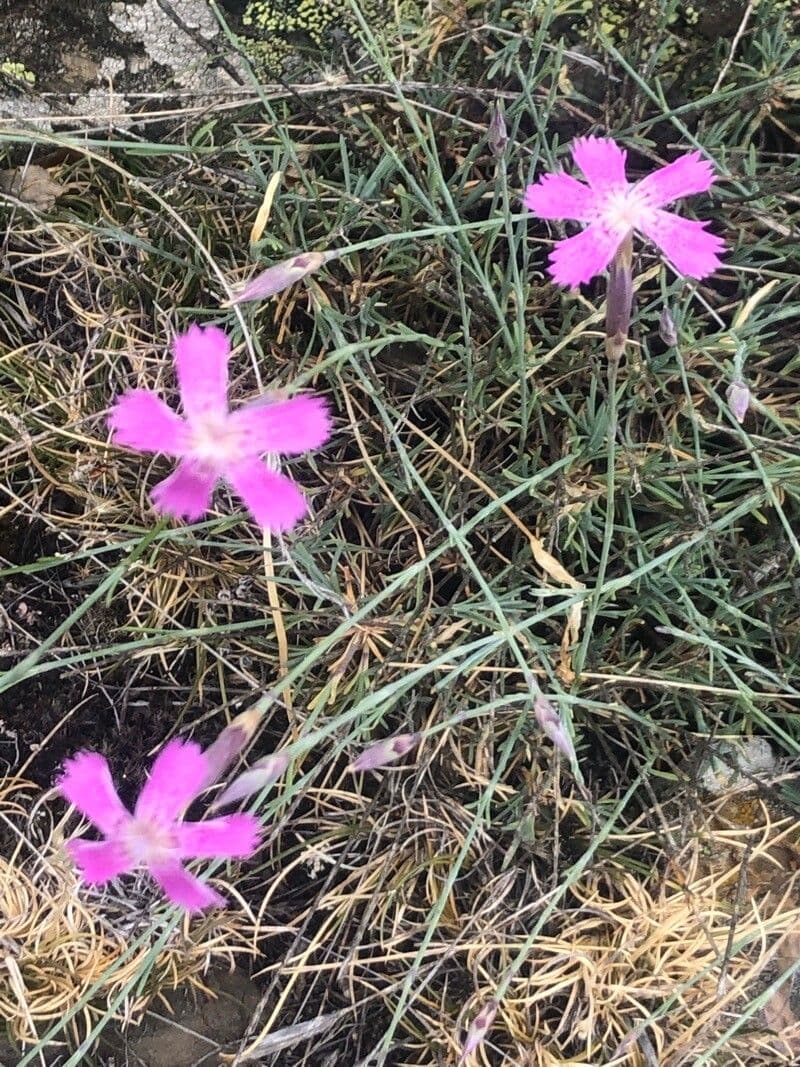 Dianthus 4