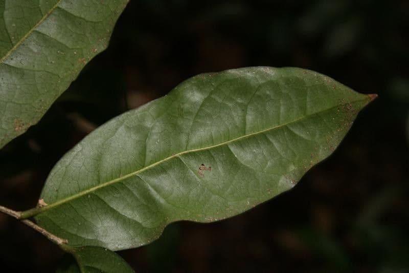 Drypetes variabilis 11