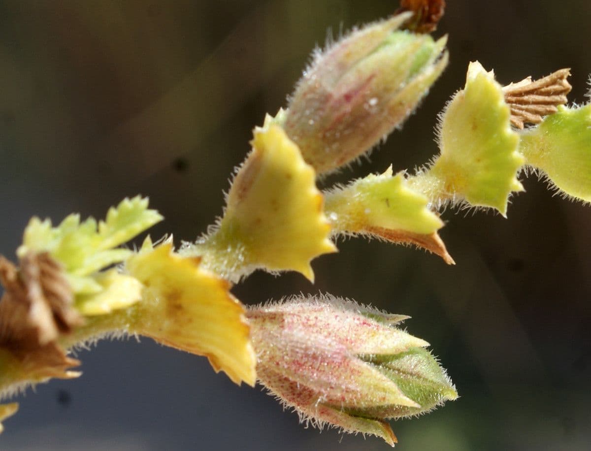 Onide variegata 3