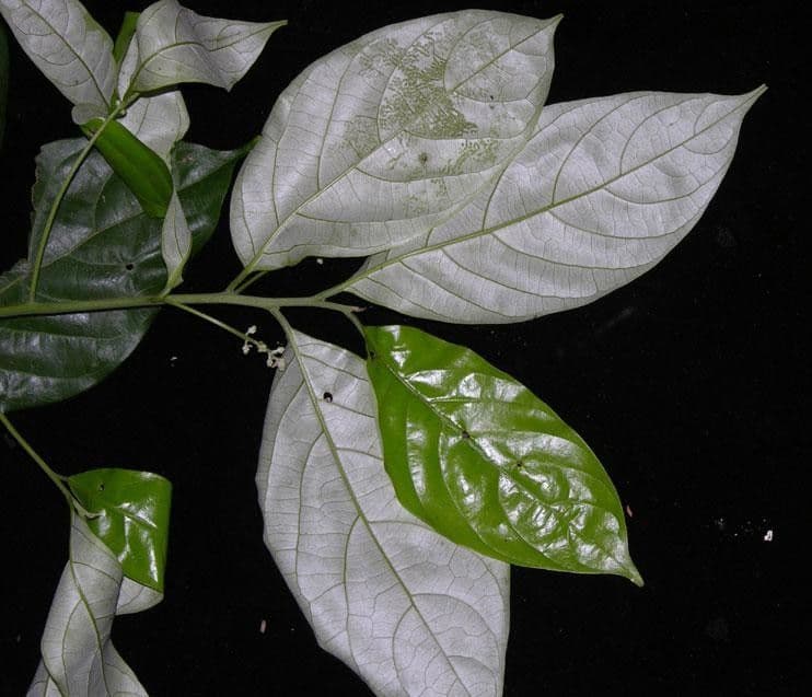 Nectandra 5