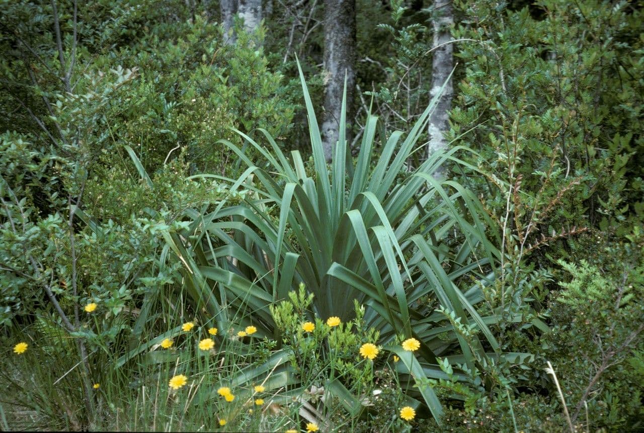 Tillandsia