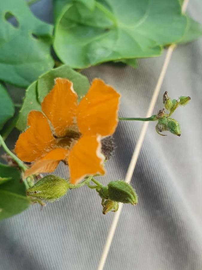 Momordica 4
