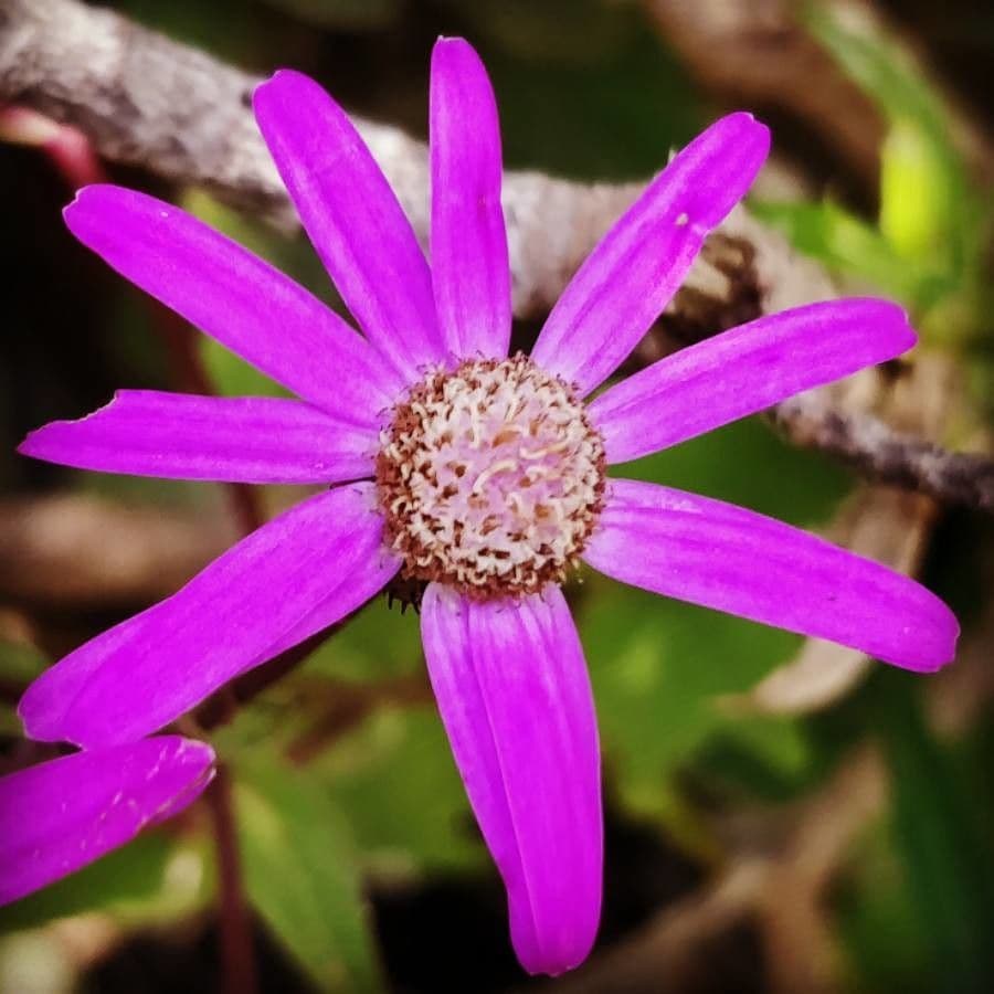 Pericallis 6