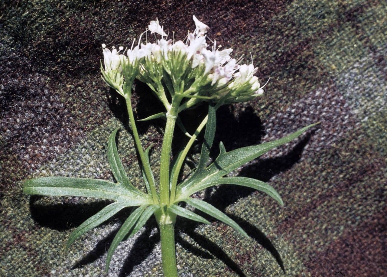 Valeriana occidentale 7